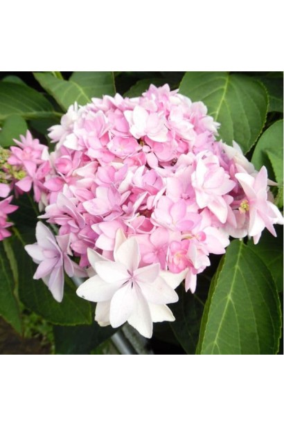 Суцвіття гортензії You & Me Romance з ніжно-рожевими та білими пелюстками.